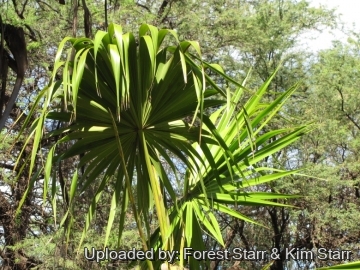 20813 star Forest Starr & Kim Starr