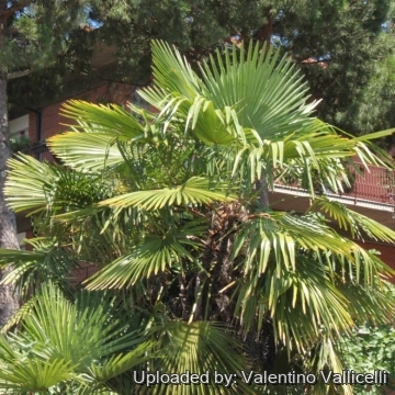 19600 valentino Valentino Vallicelli