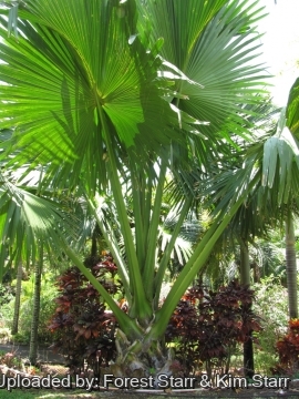 20427 star Forest Starr & Kim Starr