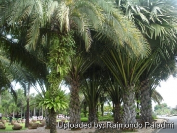 27048 RapCactus Raimondo Paladini