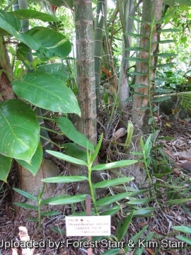 20460 star Forest Starr & Kim Starr