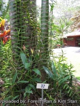 20614 star Forest Starr & Kim Starr