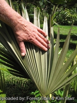 20667 star Forest Starr & Kim Starr