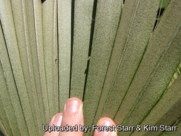 20668 star Forest Starr & Kim Starr