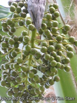 20705 star Forest Starr & Kim Starr