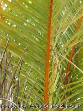 20750 star Forest Starr & Kim Starr