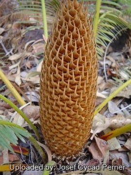 24850 josef Josef Cycad Perner 