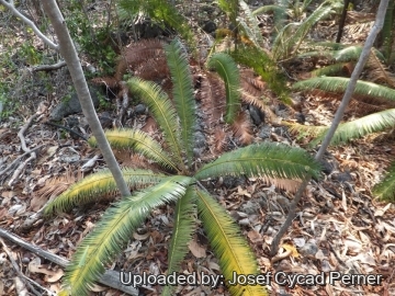 24908 josef Josef Cycad Perner 
