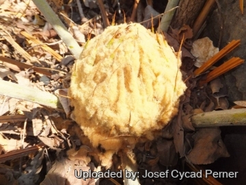 24909 josef Josef Cycad Perner 