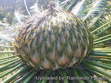 28993 RapCactus Raimondo Paladini