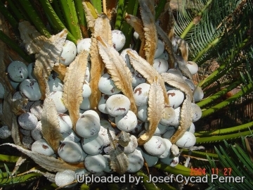 24891 josef Josef Cycad Perner 