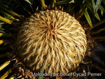 24857 josef Josef Cycad Perner
