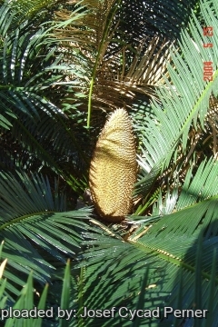 24860 josef Josef Cycad Perner