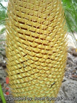 24888 josef Josef Cycad Perner