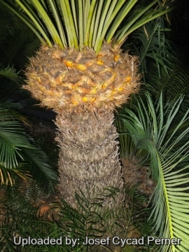25240 josef Josef Cycad Perner