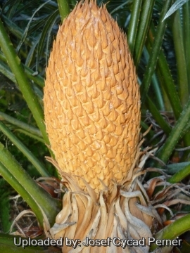 24825 josef Josef Cycad Perner