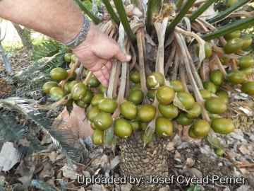 25247 josef Josef Cycad Perner