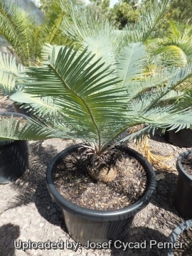 24925 josef Josef Cycad Perner