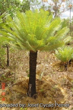 25347 josef Josef Cycad Perner