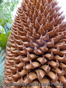 25201 josef Josef Cycad Perner
