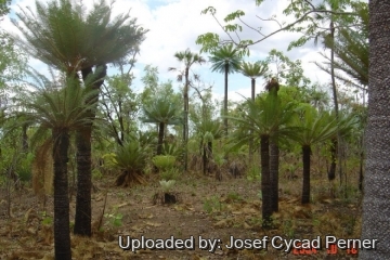 25341 josef Josef Cycad Perner