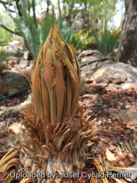 24837 josef Josef Cycad Perner