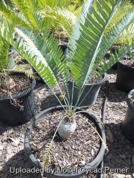24926 josef Josef Cycad Perner
