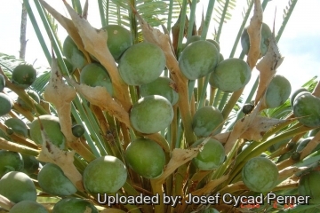 25404 josef Josef Cycad Perner