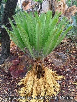 28344 josef Josef Cycad Perner