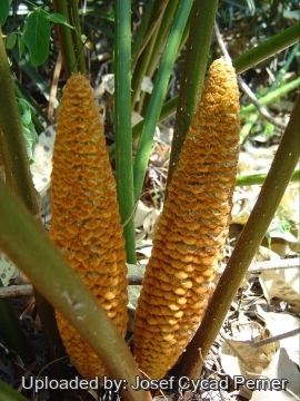 24841 josef Josef Cycad Perner 