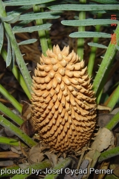24848 josef Josef Cycad Perner 