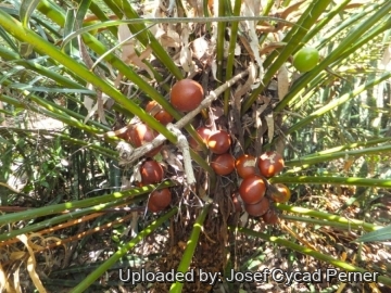 25241 josef Josef Cycad Perner