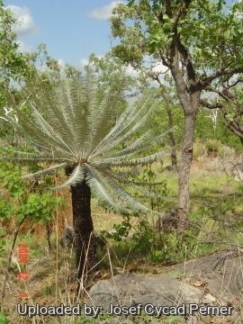 25393 josef Josef Cycad Perner 