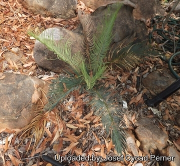 25069 josef Josef Cycad Perner 