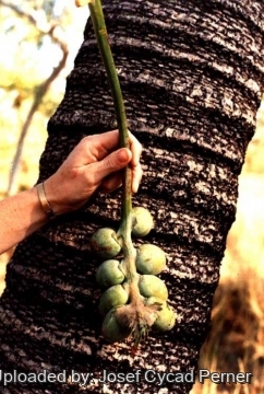 25411 josef Josef Cycad Perner