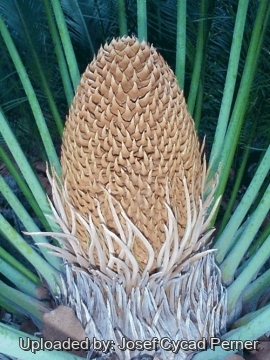 25418 josef Josef Cycad Perner