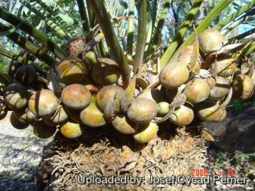 25479 josef Josef Cycad Perner 