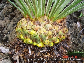 25489 josef Josef Cycad Perner 