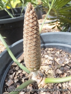 25289 josef Josef Cycad Perner 