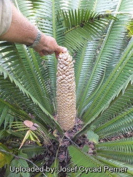 24748 josef Josef Cycad Perner 