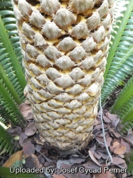 24749 josef Josef Cycad Perner 