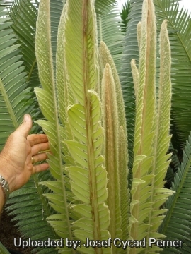 24752 josef Josef Cycad Perner