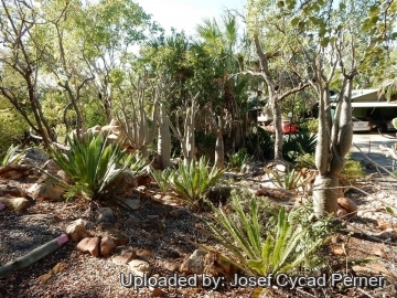 19898 josef Josef Cycad Perner