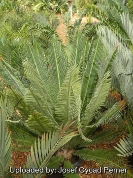 25320 josef Josef Cycad Perner