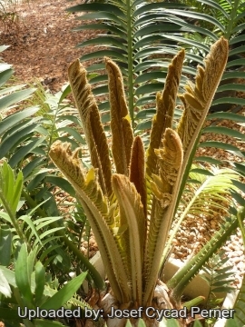 25442 josef Josef Cycad Perner 