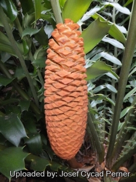 25234 josef Josef Cycad Perner