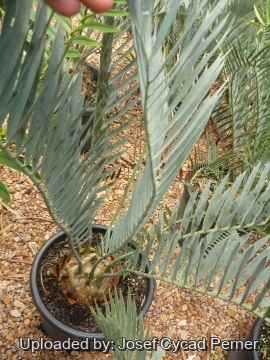 25335 josef Josef Cycad Perner 