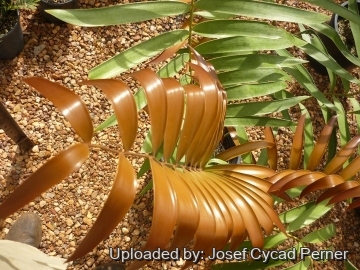 25438 josef Josef Cycad Perner 