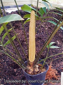 25474 josef Josef Cycad Perner 