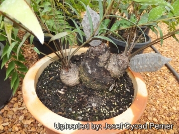 25076 josef Josef Cycad Perner